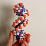 large DNA purchase here!